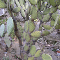 Opuntia pilifera (Cactus, Figuier de Barbarie)