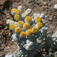 otanthus_maritimus2md