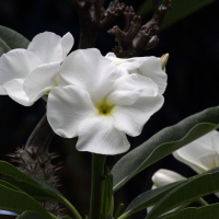 pachypodium_lamerei6bd