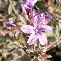 plumbago_europaea2bd