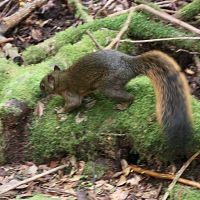 Sciurus granatensis (Écureuil à queue rouge)