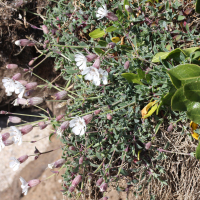 silene_vulgaris_maritima3md (Silene uniflora ssp. uniflora)