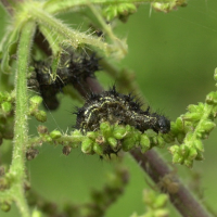 aglais_urticae_ch1md (Aglais urticae)