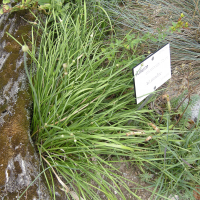 Allium ericetorum (Ail des landes)
