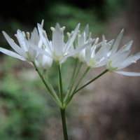 allium_ursinum7md (Allium ursinum)