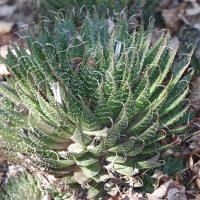 Aloe aristata (Aloès)