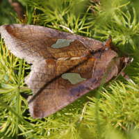 autographa_bractea4bd (Autographa bractea)