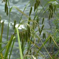 Carex pseudocyperus (Laîche faux-souchet)