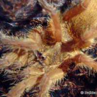 Chilobrachys andersoni (Mygale d'Anderson)