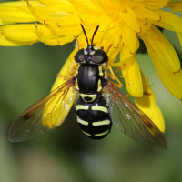 chrysotoxum_festivum2bd (Chrysotoxum festivum)