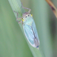 Cicadella viridis (Cicadelle verte)