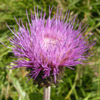 cirsium_heterophyllum5md (Cirsium heterophyllum)