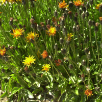 Crepis aurea (Crépide jaune d'or)