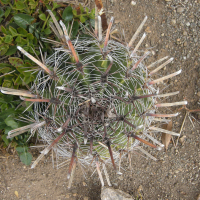 ferocactus_coloratus2bd