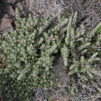 Forskaolea angustifolia (Forsskaolea)