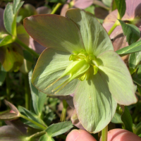 helleborus_orientalis3md