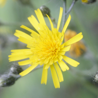 hieracium_lachenalii4md