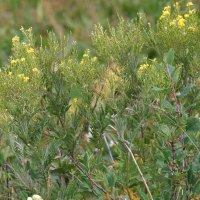 Hugueninia_tanacetifolia