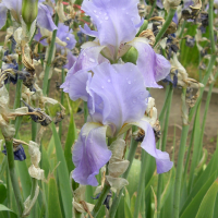 iris_pallida_pallida2md