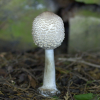 lepiota_procera6bd