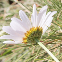 leucanthemum_vulgare5md