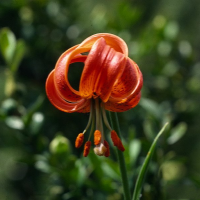 Lilium rubrum (Lis de Pompone)