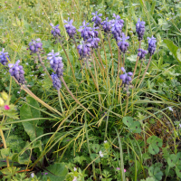 muscari_neglectum4md