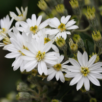 olearia_x_scilloniensis2md