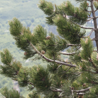 Pinus heldreichii (Pin de Bosnie)