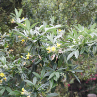 Piptanthus laburnifolius (Piptanthus)