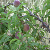 Prunus persica (Pêcher)