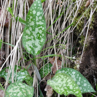 pulmonaria_affinis2md