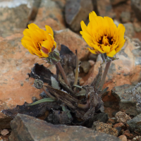 Reichardia tingitana (Reichardie de Tanger)