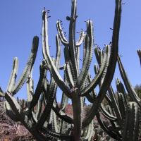 Stenocereus pruinosus (Cactus)