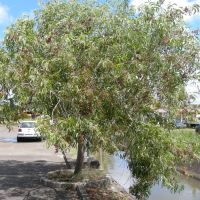 Acacia auriculiformis (Acacia, Mimosa)
