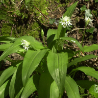 allium_ursinum1bmd (Allium ursinum)