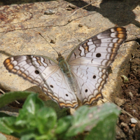 Anartia_jatrophae ssp. jatrophae (Anartia jatrophae ssp. jatrophae)