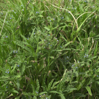 Anchusa arvensis (Buglosse des champs, Petit buglosse)