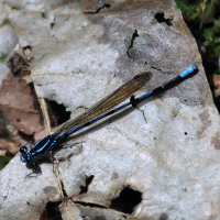 argia_concinna8bd (Argia concinna)