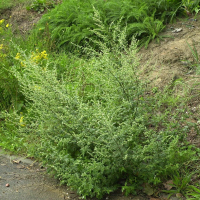 Artemisia vulgaris (Armoise commune)
