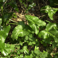 Arum italicum (Gouet d'Italie)