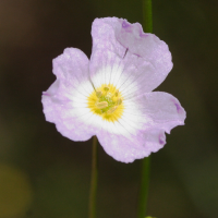 baldellia_repens3md (Baldellia repens ssp. cavanillesii)