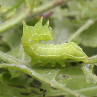 brachionycha_sphinx_ch4md (Brachionycha sphinx)