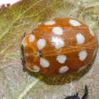 calvia_quatuordecimguttata2md (Calvia quatuordecimguttata)