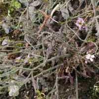 cardaminopsis_arenosa3md (Cardaminopsis arenosa)