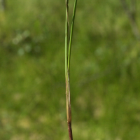 carex_limosa1bmd (Carex limosa)