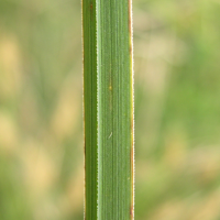 carex_paniculata4md (Carex paniculata)