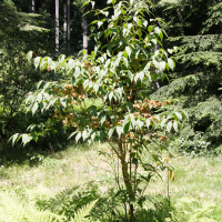 Dipelta floribunda (Dipelta)