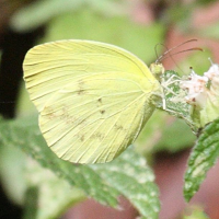 eurema_venusta_emanona2bd