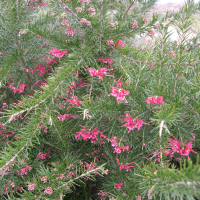 Grevillea rosmarinifolia (Grévilléa)